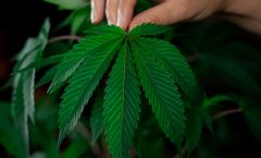 Cannabis : informations utiles